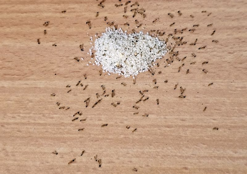 Ants Extermination Service