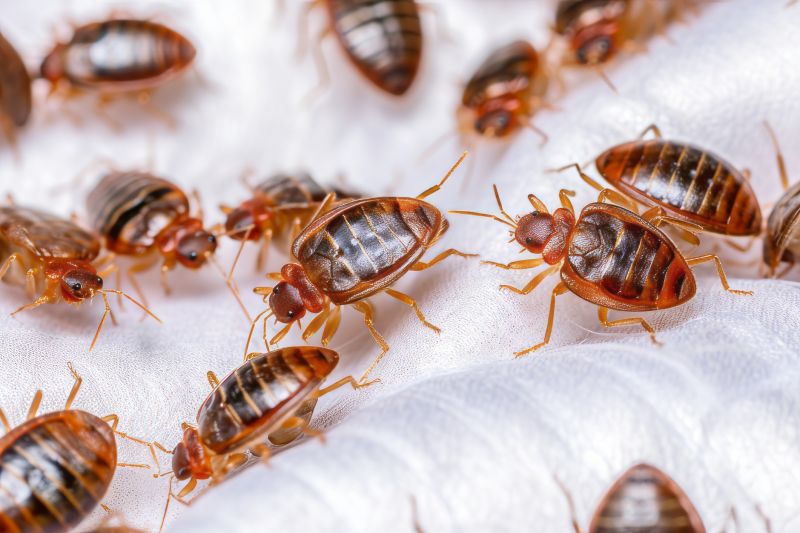 Bed Bug Treatment Service