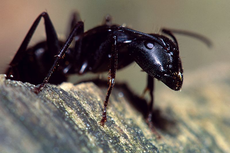 Black Ant Extermination