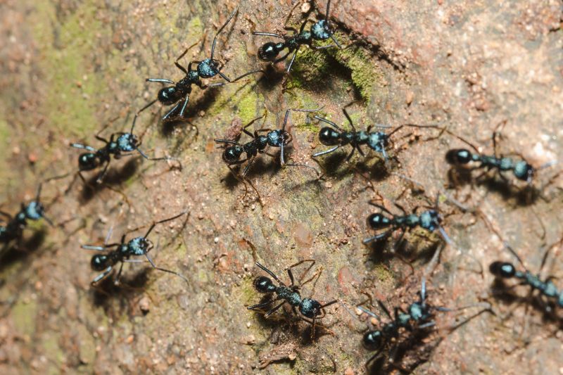 Black Ant Extermination