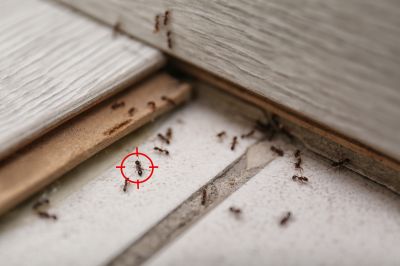 Commercial Ant Control