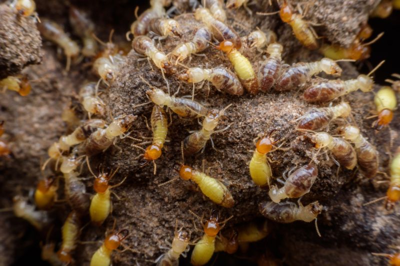 Termite Colony