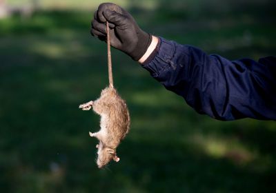 Rat Trapping Service