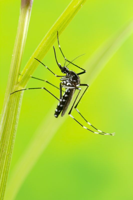 Seasonal Fly And Mosquito Activity And Prevention Strategies