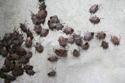 Signs You Have A Stinkbug Infestation Indoors