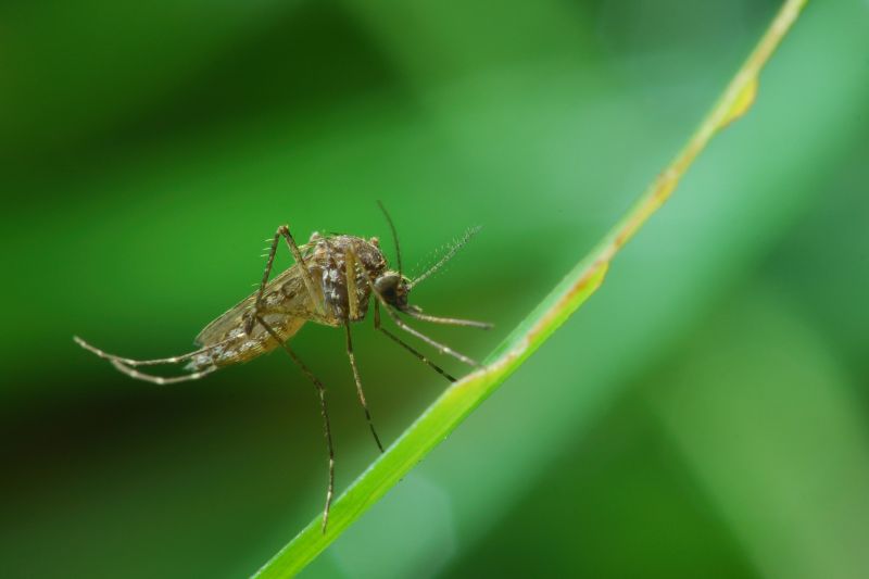 Signs Your Property Needs Professional Mosquito Or Fly Treatment