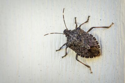 Why Professional Stinkbug Pest Control Is More Effective Than Diy Methods
